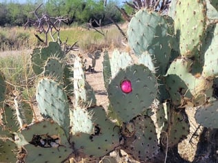 cactus photo