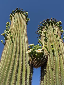 two-flowering-saguaro